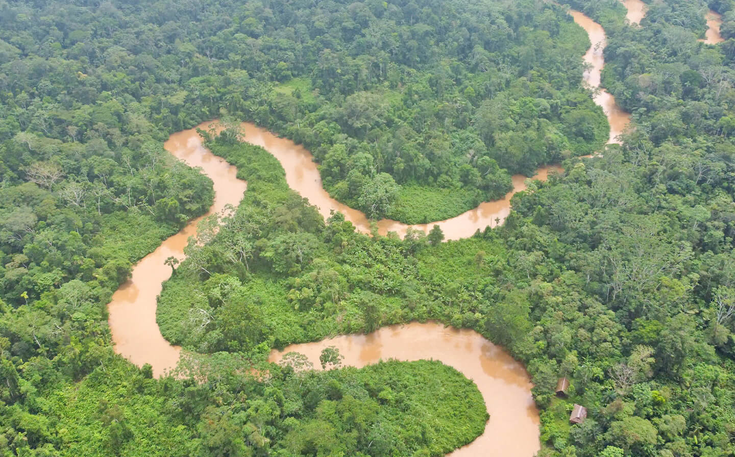 Selva amazónica vista desde el río
