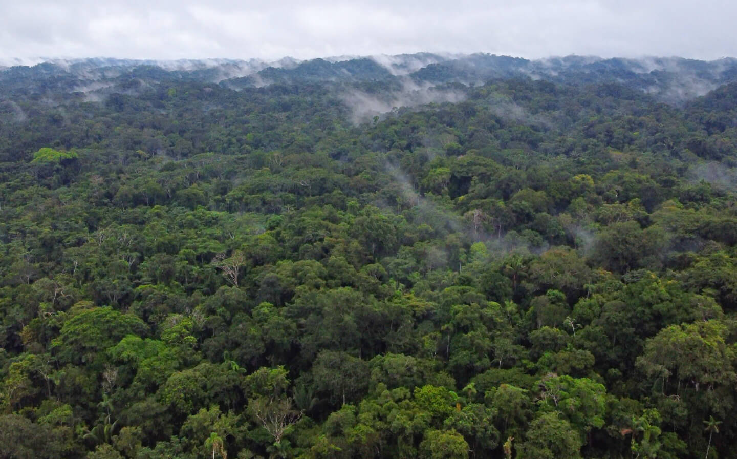 Bosque primario amazónico